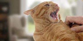 Čo robiť, keď mačka správa agresívne
