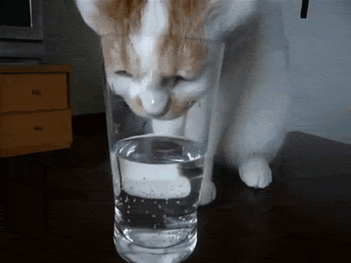 Cat pitnej vody