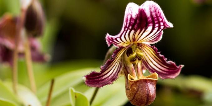 Ako sa starať o orchidey Pafiopedilum
