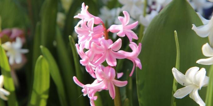 Room baňatý kvety: hyacint