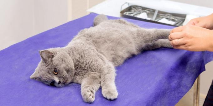 Príprava mačky pre sterilizáciu