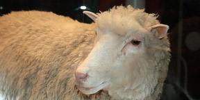 Čo sa zmenilo vo svete klonovania od čias ovce Dolly