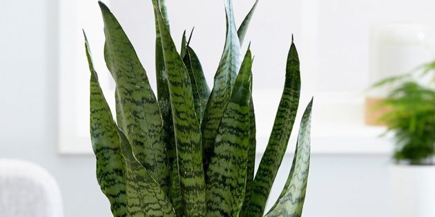 Shade izbové rastliny: Sansevieriya zeylanika
