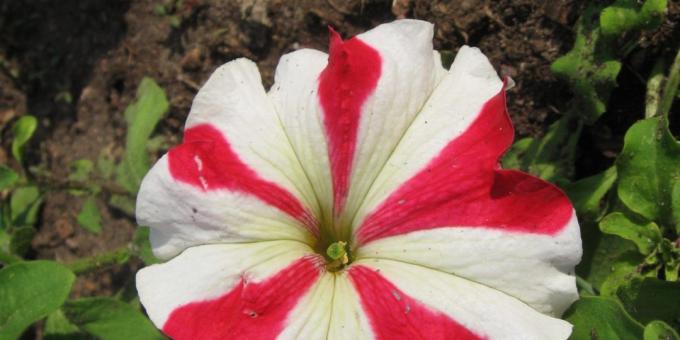 Nenáročné kvety pre záhony: Petunia grandiflora
