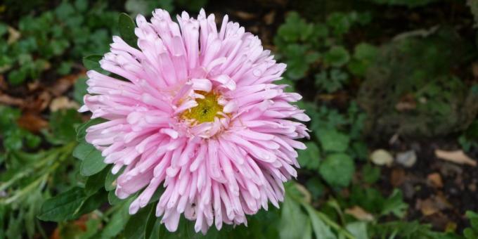 Nenáročné kvety pre záhony: Aster záhradný