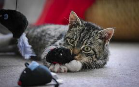 Hračky pre mačky: Ako sa priviesť svojho domáceho maznáčika na mysli