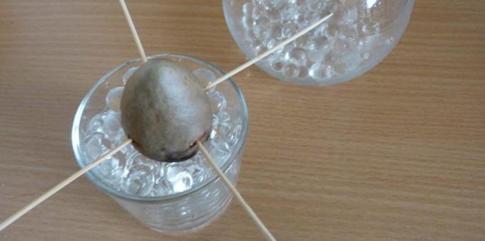Ako pestovať avokádo z kameňa: Kameň v skle s hydrogél