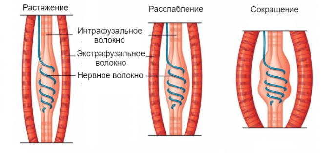 neuromuskulárne vretena