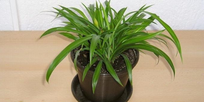 Shade izbové rastliny: Chlorophytum