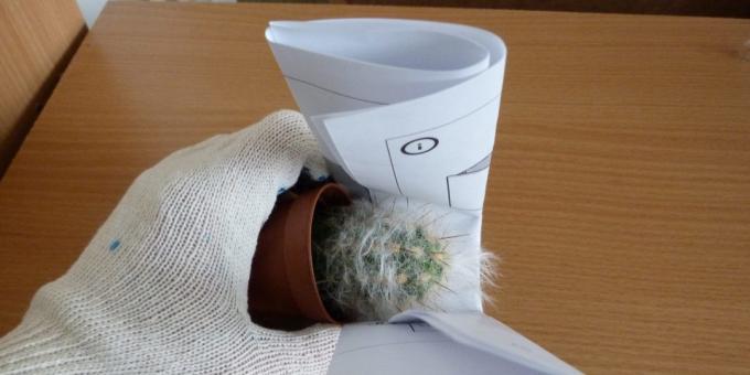 Ako transplantovať kvetinu, ak transplantačnej kaktus, vezmite si ju s použitím valcované papier