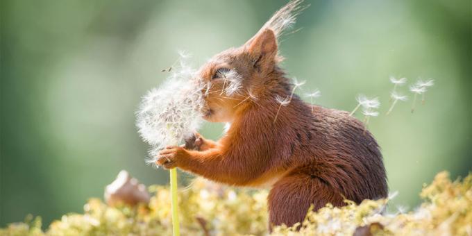 Najabsurdnejší fotky zvierat - veverička s púpava