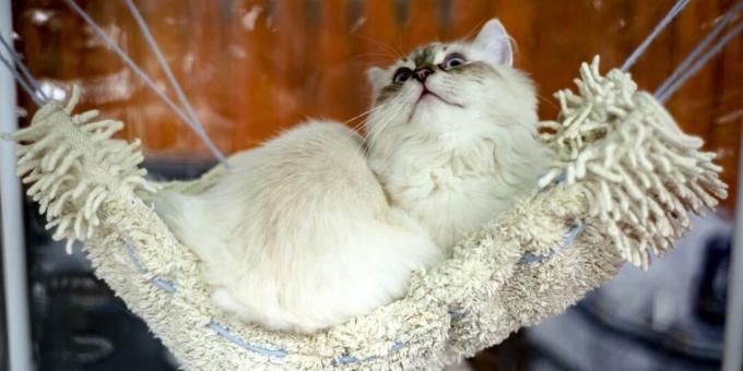 Sibírska mačka: postava