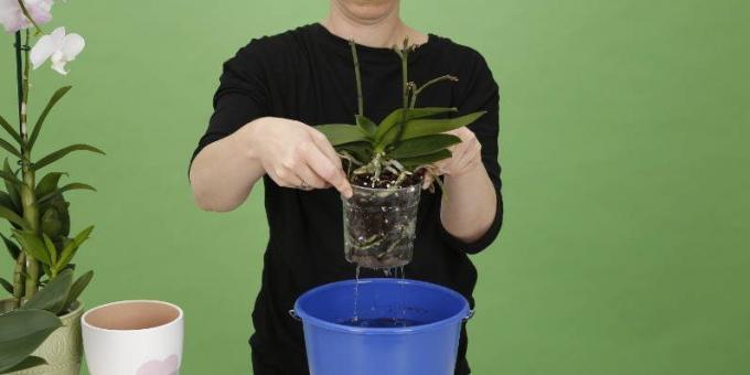 Ako vody Orchid: navyšovať bánk, ako sa zbaviť prebytočnej vody