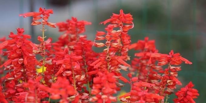 Nenáročné kvety pre záhony: Salvia šumivé