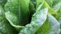 Celá pravda o superfudah: užitočným kustovnice bobule a Chia semená, ako sa hovorí o nich