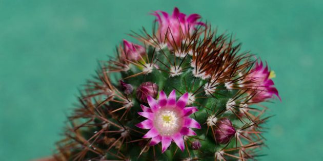 Sukulenty: Mammillaria Bakeberg