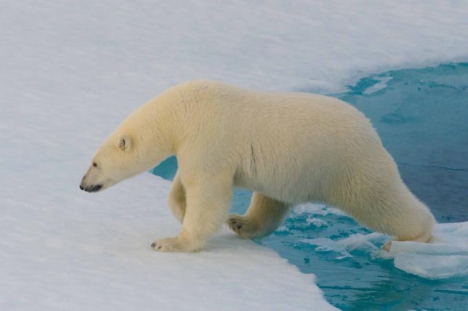 Zaujímavé fakty: ľadové medvede nemožno detekovať s termokamerou