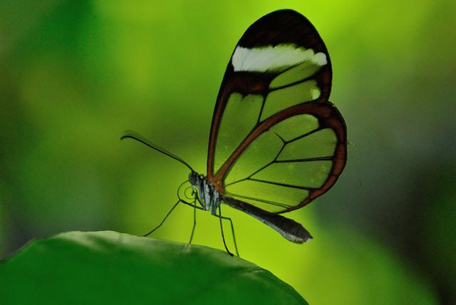 Ako krásne fotografovať motýľa