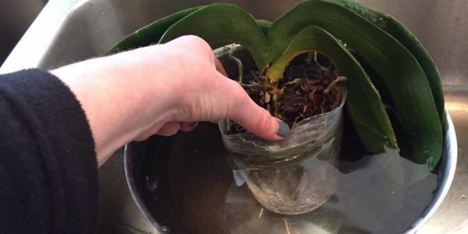 Ako zalievať orchidea: ponor, zhlboka misy alebo iné nádoby