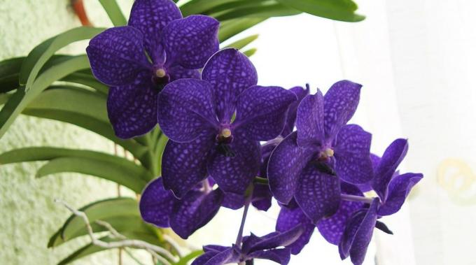 Ako sa starať o orchidey Vanda