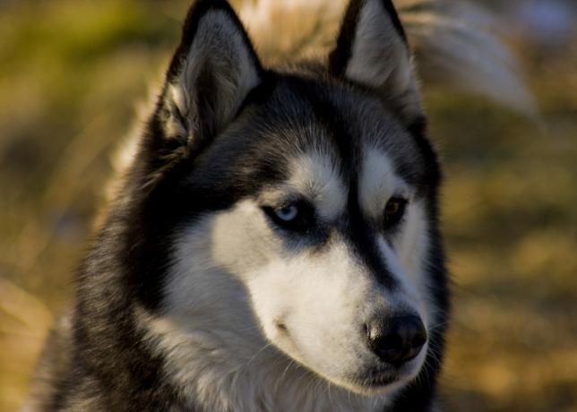 sibírsky husky