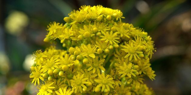 Takže kvety Aeonium arboreum