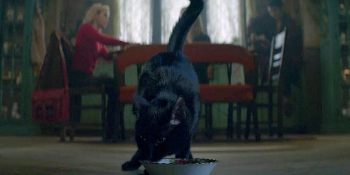 mačkou Salem