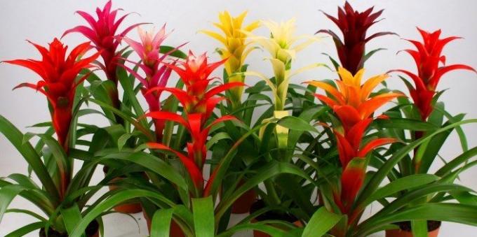 Nenáročné izbové rastliny: Guzman