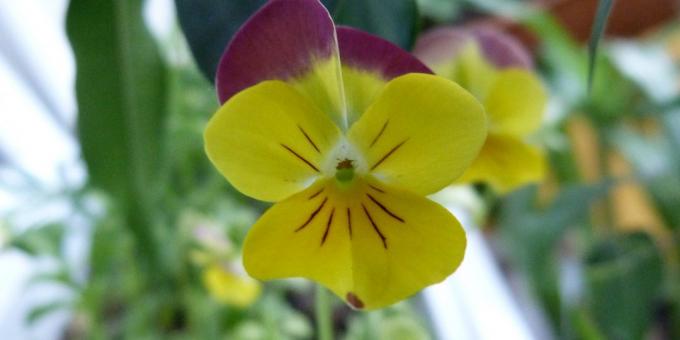 Nenáročné kvety pre záhony: Tri farby Viola