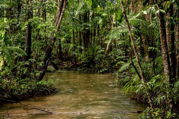 Zaujímavosti: 20% kyslíka vyrobenej v amazonského pralesa
