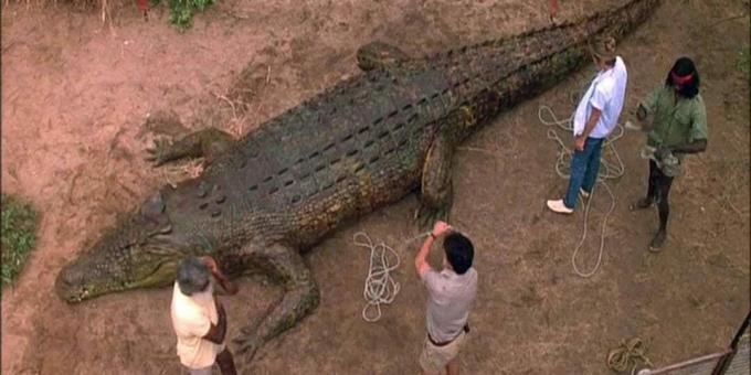 Krokodílie filmy: „Temné časy“
