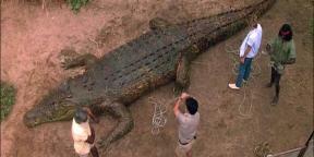 7 strašidelných a zábavných filmov o krokodíloch