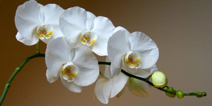 Ako sa starať o orchidey Phalaenopsis