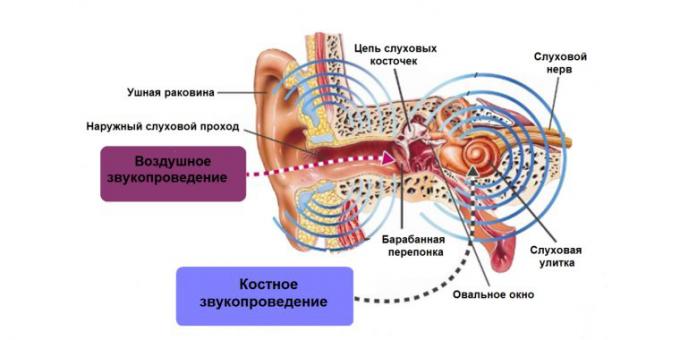 zvonenie v ušiach, ušný štruktúra