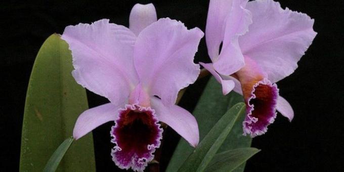 Ako sa starať o orchidey