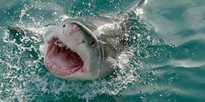 Populárne mylné predstavy: žraloky útočia na človeka omylom