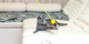 Ruská modrá mačka: popis, povaha a pravidlá starostlivosti