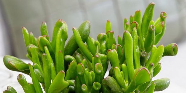 Crassula hobit