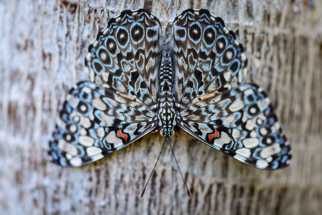 Ako krásne fotografovať motýľa