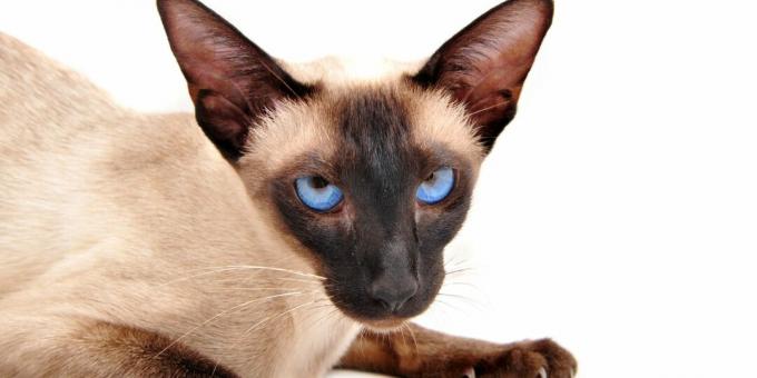 Aby siamská mačka nebola nervózna, od detstva ju naučte strihať si nechty a iné procedúry.