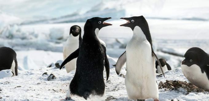 Filmy o tučniakoch: „Penguins“