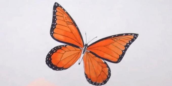 Circle trup a diverzifikovať motýľ vzorom na krídlach