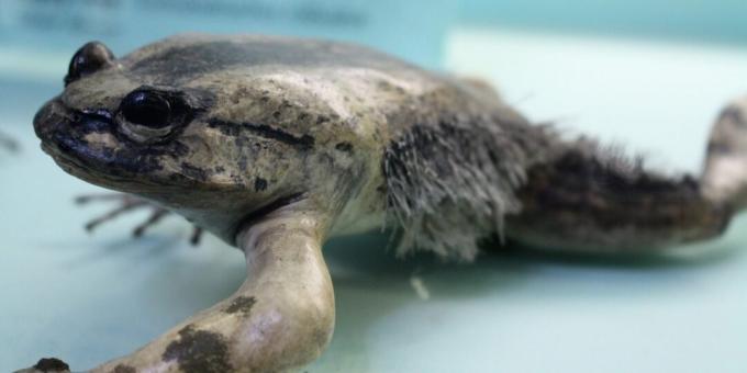 Neobvyklé zvieratá: žaba, ktorá bojuje s úlomkami vlastných kostí