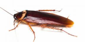 Uhryznú šváby a ako inak môžu byť nebezpečné