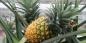 Ako pestovať ananás doma: krok za krokom sprievodcu