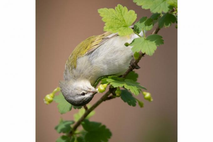 Najlepšie fotografie vtákov zo súťaže National Audubon Society
