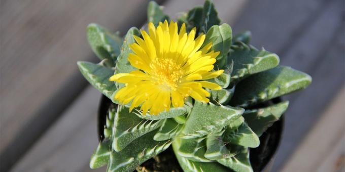 Sukulenty: faucaria tiger